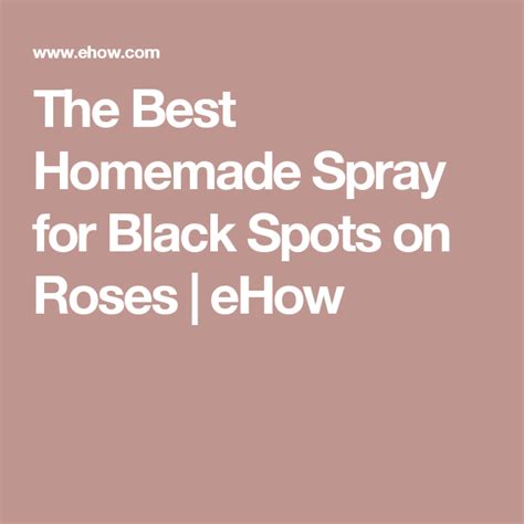 The Best Homemade Spray For Black Spots On Roses Ehow Black Spot On