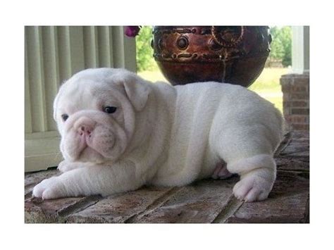 He's also a good choice for breeders like to send french bulldog puppies to their new homes when they are nine or 10 weeks old. 17 Best images about Cute and Fat puppies on Pinterest ...