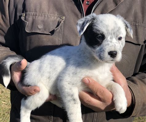 Austrailian Blue Heeler Puppies For Sale New Boston Mo