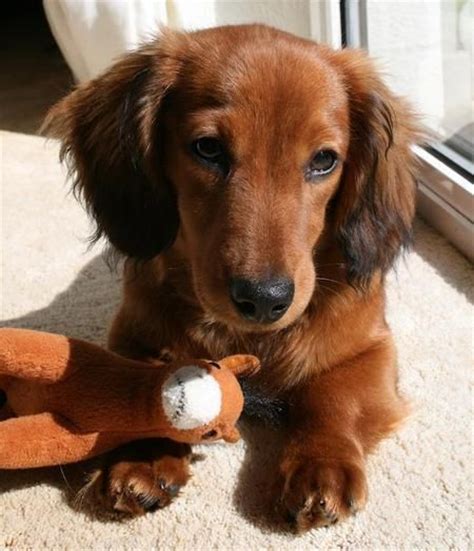 See more ideas about miniature dachshunds, dachshund, dachshund love. miniature dachshund puppies for sale | 1290366606 ...
