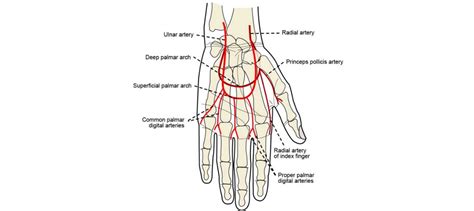 Ulnar Artery Anatomy Location Branches Learn From Doctor