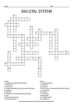 There are flat bones in the skull (occipital, parietal, frontal, nasal, lacrimal, and vomer), the thoracic cage (sternum and ribs), and the pelvis (ilium, ischium, and pubis). Bone Anatomy Crossword - A 20 question printable anatomy ...