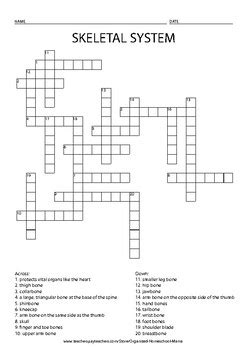 Bone Anatomy Crossword - A 20 question printable anatomy ...