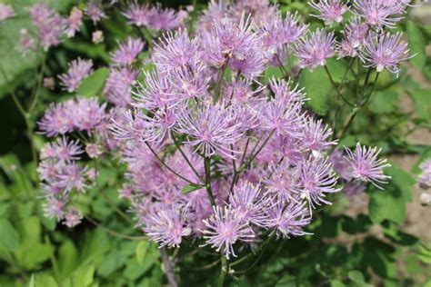 Tips For Growing Thalictrum Meadow Rue Garden Lovers Club