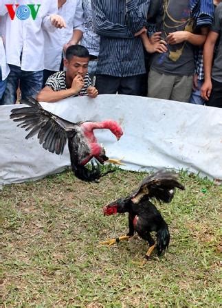 Sebelum pelaksanaan tabuh rah, ada serangkaian persiapan yang harus dilakukan. Gambar sabung ayam saigon vietnam di acara festival ~ Ayam ...