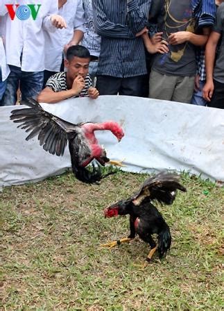 Situs agen resmi sabung ayam online sv388 hanya di ayamjago128. Gambar sabung ayam saigon vietnam di acara festival ~ Ayam ...