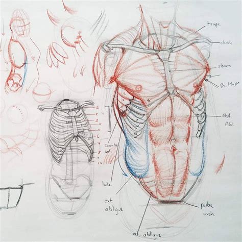 Torso Muscle Anatomy Drawing How To Draw The Torso Easier An