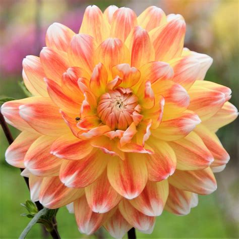 Dahlia Peaches And Cream Dahlia Easy To Grow Bulbs Wholesale Flowers