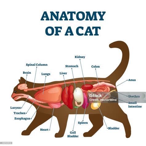 Anatomie Der Katze Mit Innenstruktur Und Organe Schema Vektorillustration Stock Vektor Art Und