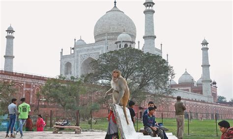 Taj mahal travelers' reviews, business hours, introduction, open hours. Walls Mud Packs And Monkey Removal For Trump In India Newspaper Dawn Com