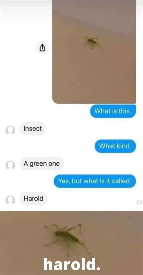 Youre An Insect Harold In 2021 Really Funny Memes Funny Relatable