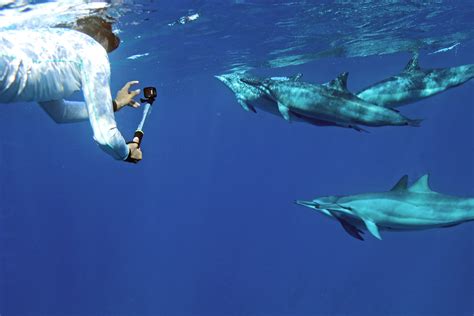 Dolphins And You Swim With Wild Dolphins Tour Hawaii Discount