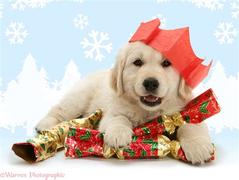 Blood lines of all parents are on the premises. Dog: Golden Retriever pup with Christmas crackers photo WP42549