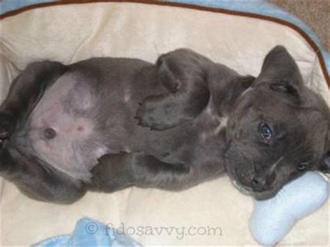 100 boy dog names that are as charming and special as your pup. Popular Male Dog Names - There's Something For Every Pup!