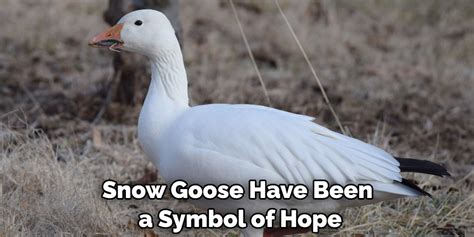 Snow Goose Spiritual Meaning Symbolism And Totem Explanation
