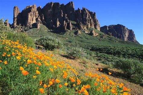 7 Hikes For Spring Wildflowers Pictured Blooming Trails Of The