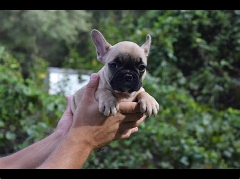 Jacksonville vacant land for sale. French Bulldog puppy for Sale, Female Ferona, French ...