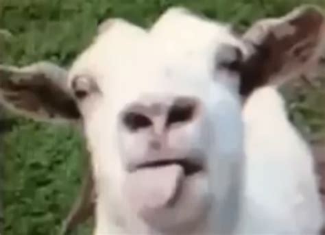 Forget Screaming Goats This Goat Has A Better Sound