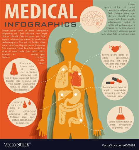 Medical Infographic With Human Anatomy Royalty Free Vector