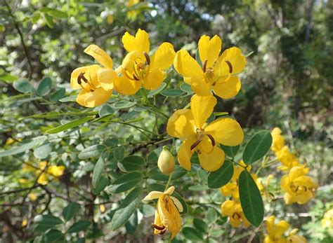 helensburgh landcare be weed wise easter cassia