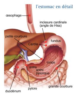 Infos pratiques sur l'ulcère d'estomac : Estomac; stomachs