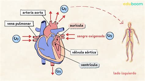 El Aparato Circulatorio El Corazón Biologia 3 Secundaria