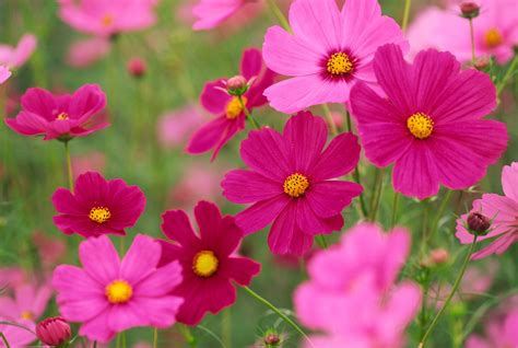 How to Plant, Grow, and Care for Cosmos