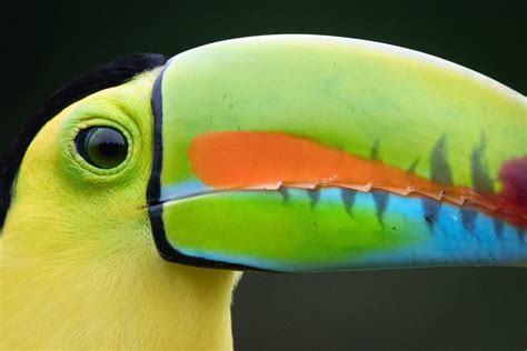 Keel Billed Toucan Bird Photography Wildlife Photography Telegram App