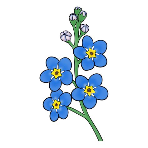 Forget Me Not Flower Art 25277076 Png