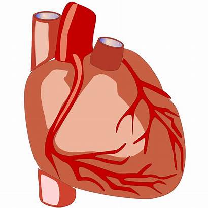 Heart Human Clipart Organ Anatomy Clip Svg