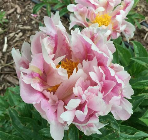 Green Peonies In The Peonies Forum