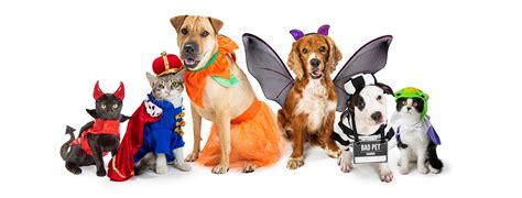 Doctor james is a vet on cbbc show the pets factor, and he's been answering questions about whether animals can catch the virus, or even if they should wear face masks for. Halloween Pet Safety Tips - Friendship Hospital for Animals