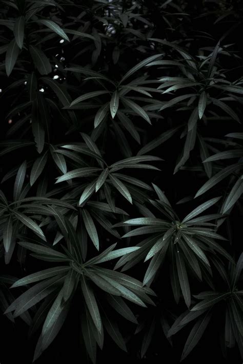 Wallpaper Day Plant Dark Green Leaves Shade For Hd