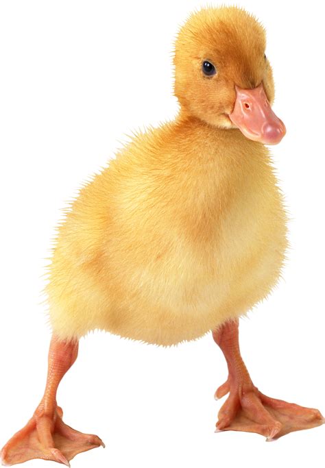 Little Duck Png Image Transparent Image Download Size 1680x2424px