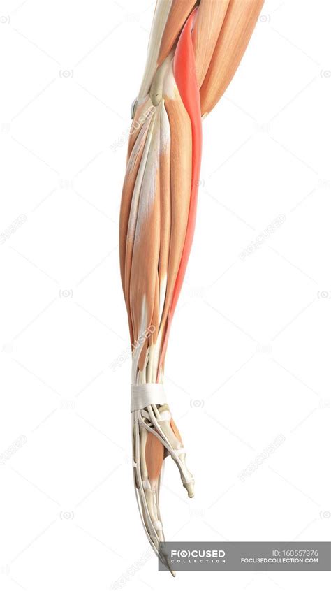 However, the muscle names often reflect something about their action, their shape, or their locations. Human arm muscles — biology, Digitally Generated - Stock ...