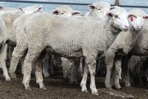 lot 138 235 mixed sex lambs auctionsplus