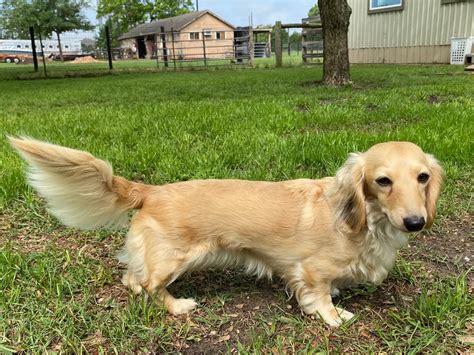 As a result, we breed a limited number of litters each year, so that we can. Dachshund Puppies | AKC Registered | Dachshund Litters