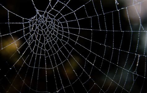 Black Spider Web Wallpaper Lomibusters