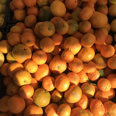 Satsuma Tangerines Information Recipes And Facts
