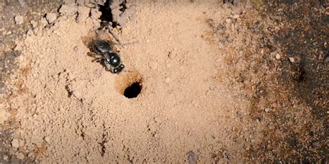 Do Bees Burrow In The Ground One Honey Bee