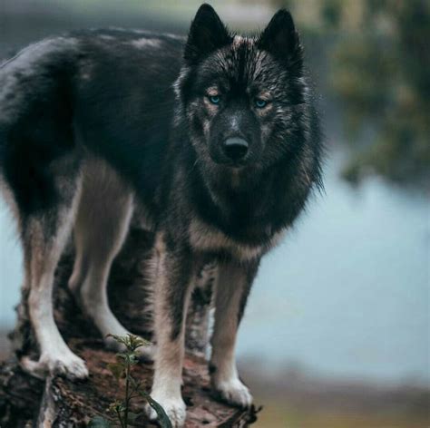 Wolf Dog Hybrid Hybrid Dogs Wolf Dog Wolfdog Hybrid
