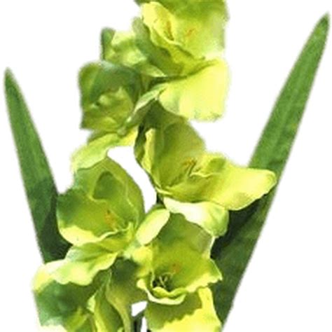 Gladiolus Png Photo Png All