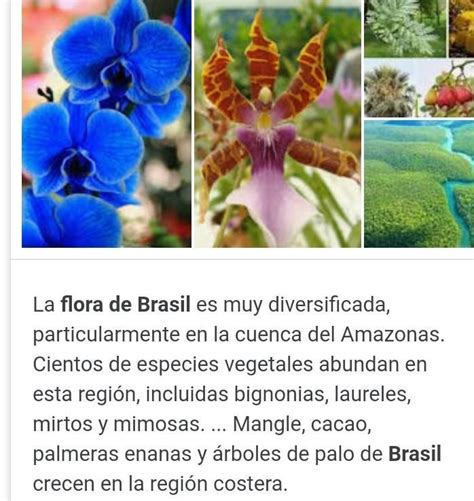 Flora De Brasil Xfavor Brainly Lat