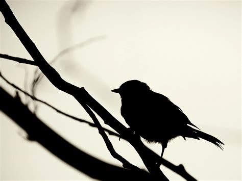 Bird Silhouette Natural Animal Photography Wallpapers Preview