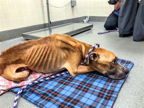 Rescuers Save Starving Dogs From Des Moines Home Kgan