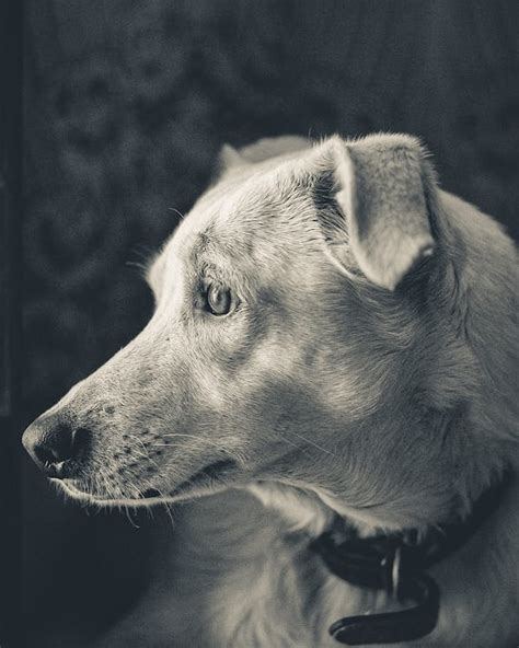 Monochrome Side View Photo Of Dog · Free Stock Photo
