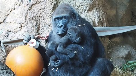 甘恵リラクゼーションサロン / 藍沢夏癒 伊ヶ崎綾香 陽向葵ゅか. 上野動物園 モモコさんリキ君抱えながらご飯♪ニシローランド ...