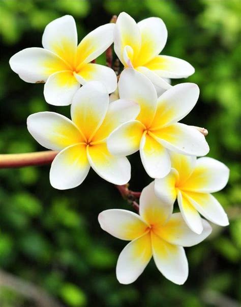 Gambar Bunga Kamboja Putih Kuning Flowers Nature Beautiful Flowers