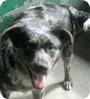 Use petfinder to find adoptable pets in your area. Blue | Adopted Dog | 13781 | Varnville, SC | Blue Heeler ...