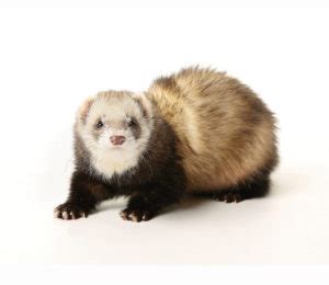 Just like dogs and cats, ferrets too can learn basic household manners, if trained consistently. Ferret Vet Care | Exotic Pet Vet Near You | Henrico County ...
